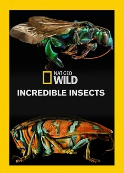 Удивительные насекомые (2015)